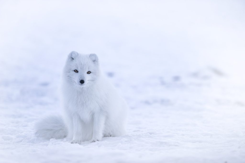 Arctic Fox - Land of Trivia