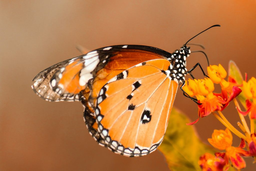 Butterfly - Animal Trivia Questions and Answers