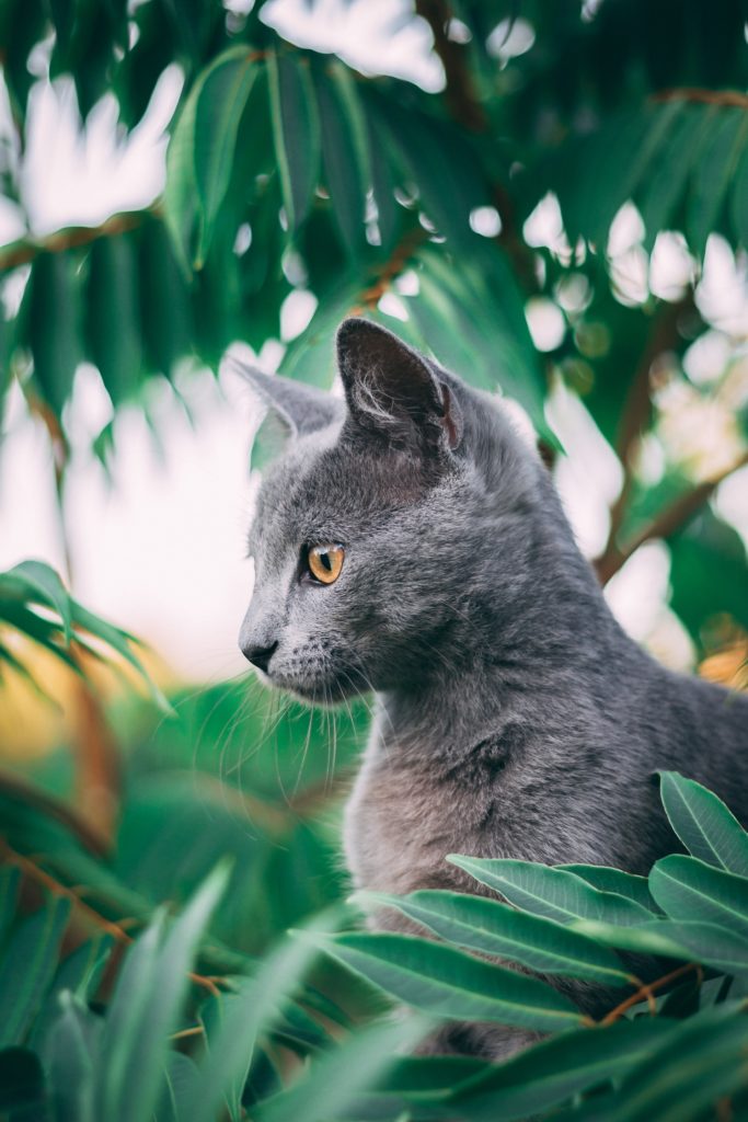 Domestic Cat - Animal Trivia - Land of Trivia