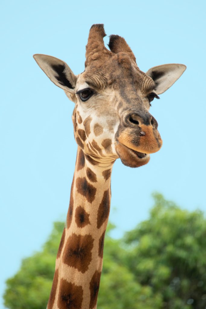 Giraffe - Animal Trivia Questions - Land of Trivia