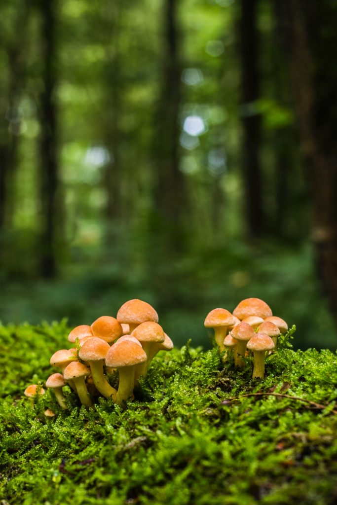 Mushrooms - Land of Trivia