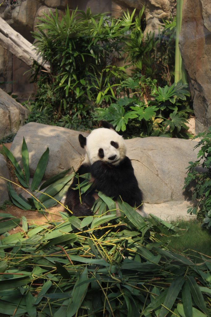 Panda - Land of Trivia Trivia Questions