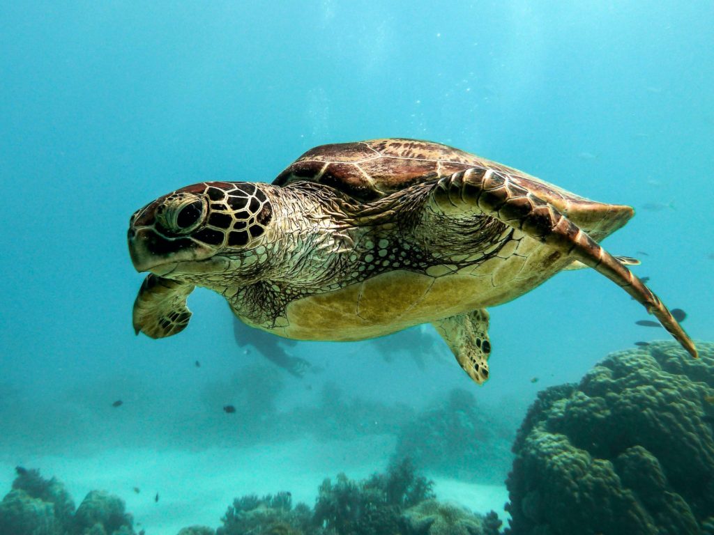 Sea Turtle Australia - Land Of Trivia