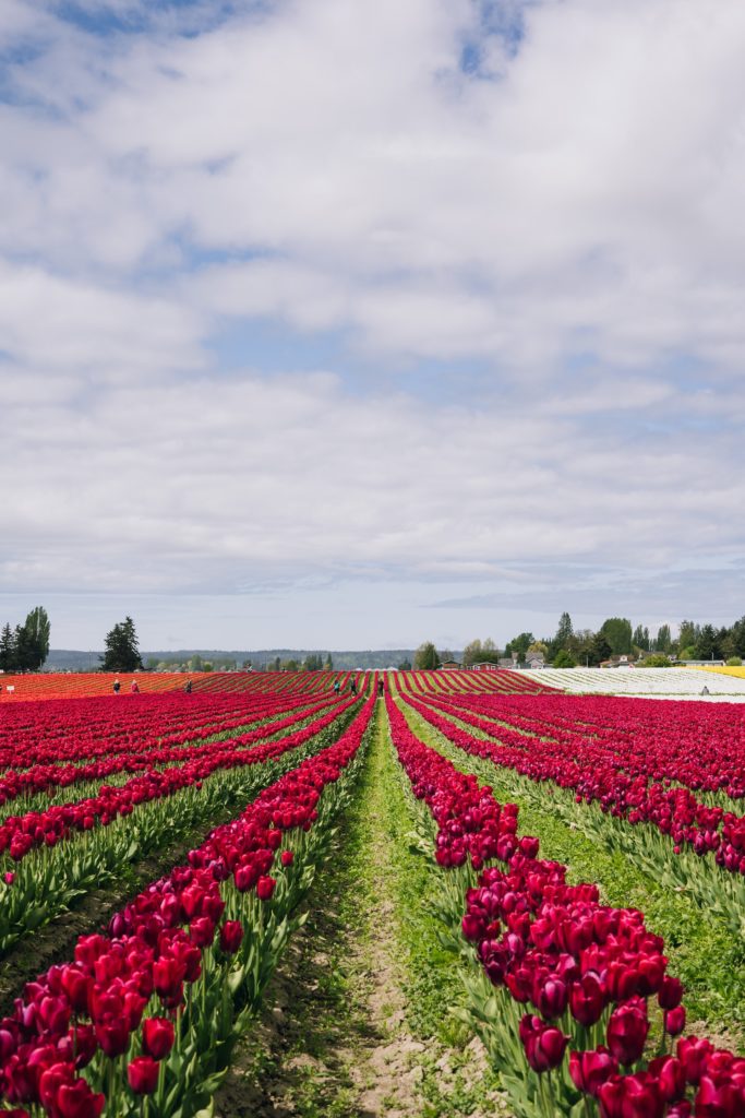 Tulips - Geography and Travel Trivia