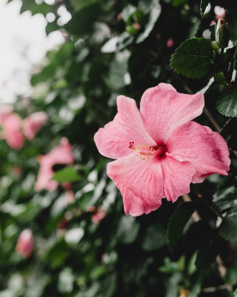 Hibiscus Flower - Hawaii Trivia Questions and Answers