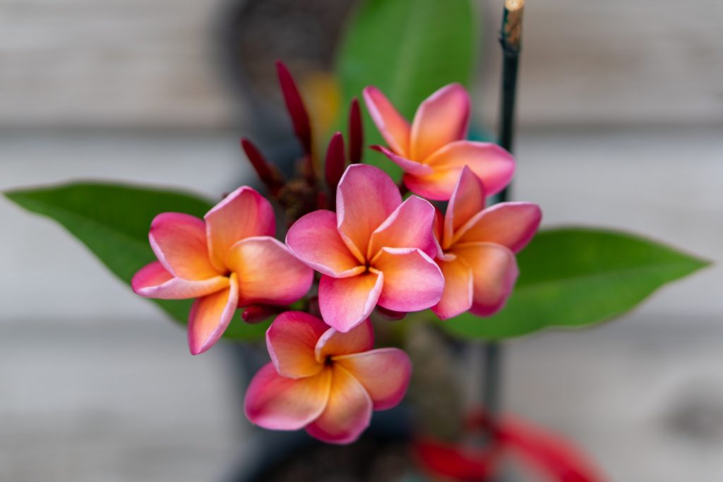 Plumeria - Hawaii Trivia Questions and Answers