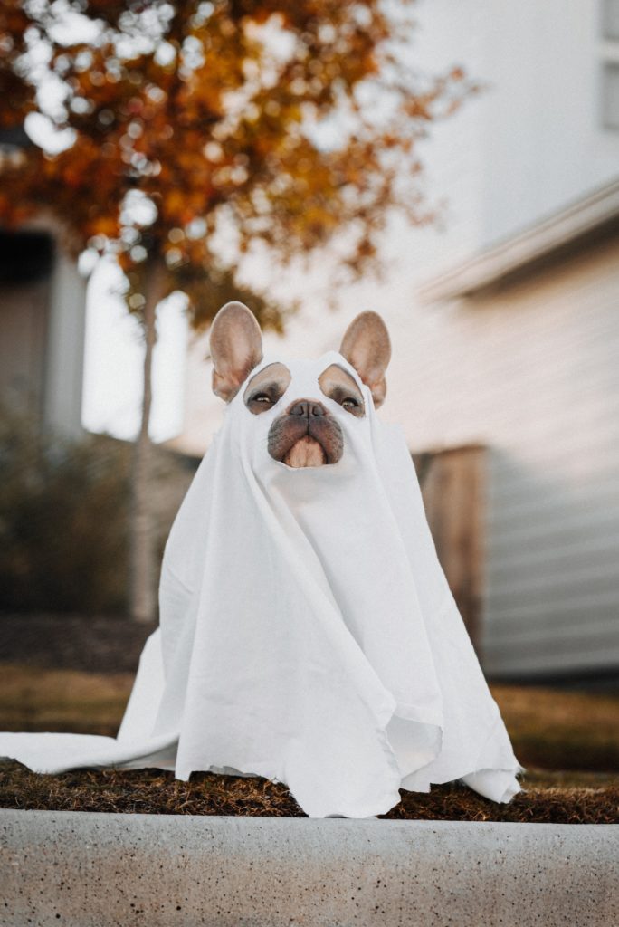 Dog Ghost Costume - Halloween Trivia Questions For Kids