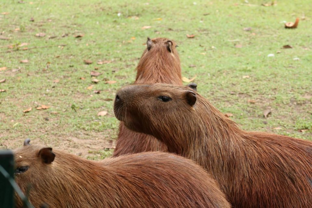 Capybara is the largest living rodent - Animal Trivia Questions
