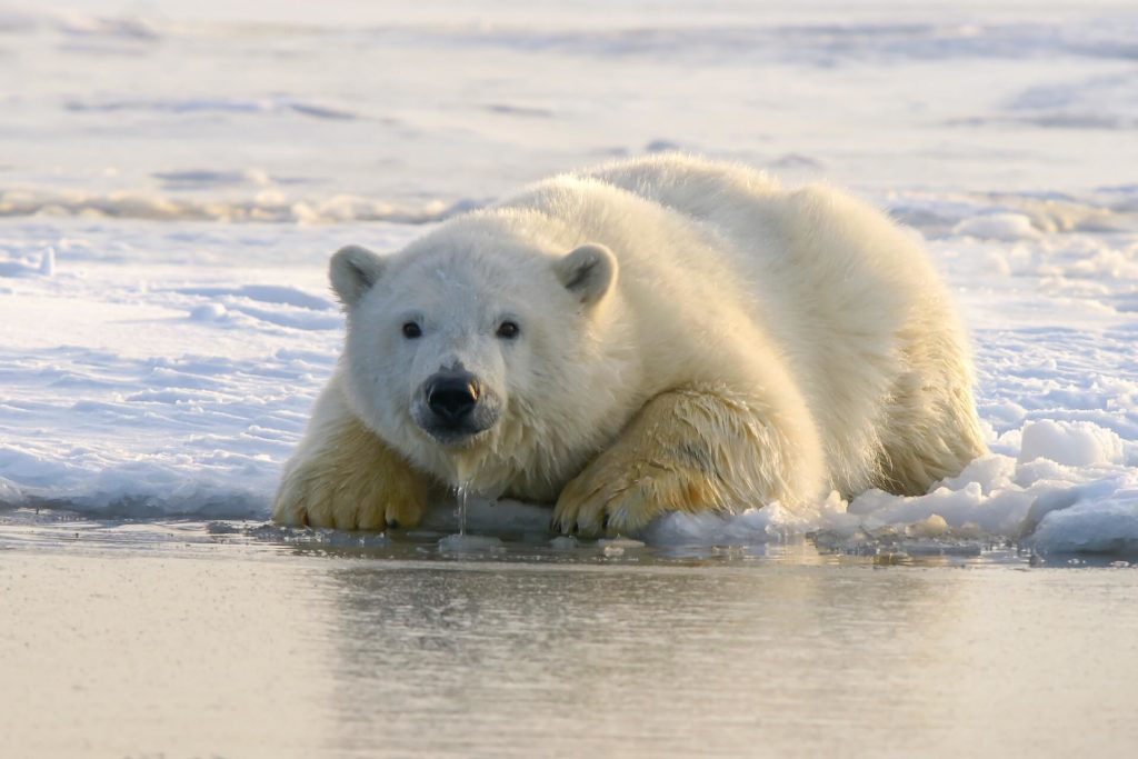 Polar Bear - Animal Trivia Questions