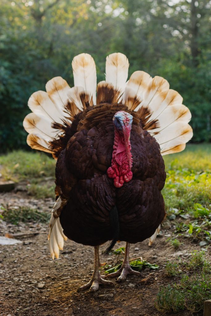 Male Turkeys Gobble - Thanksgiving Trivia Questions And Answers