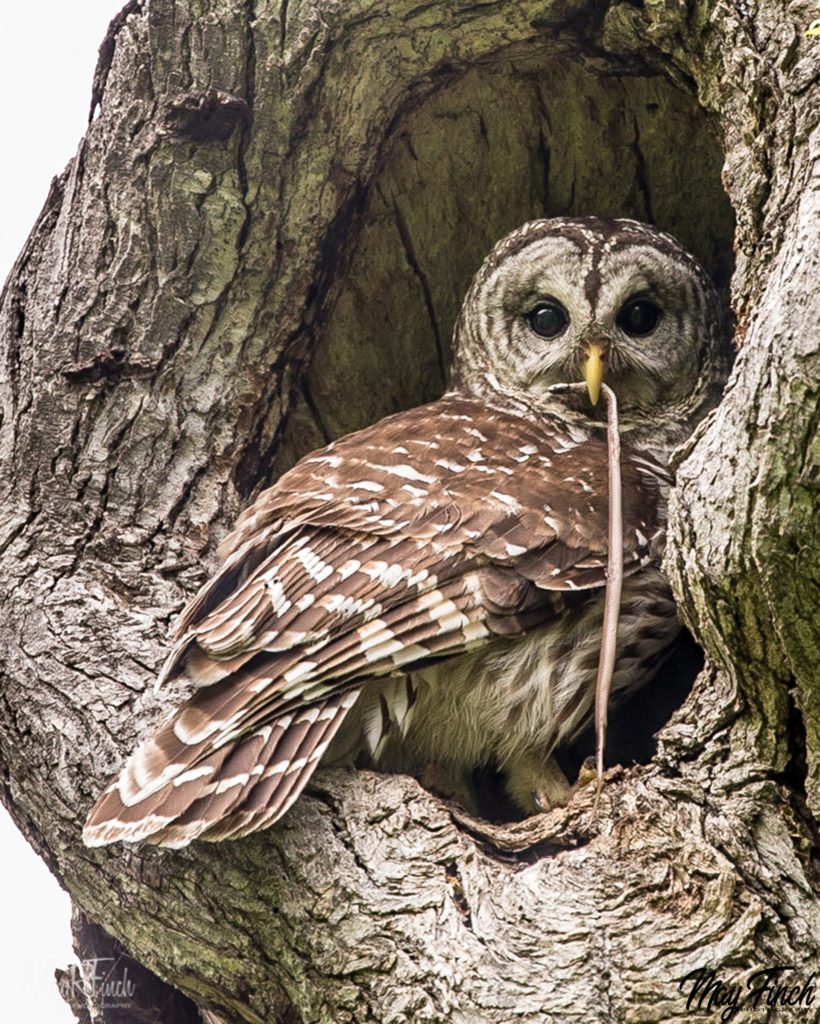 Barred Owl - Camping Trivia Questions