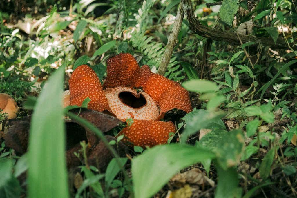 Raffelsia Flower