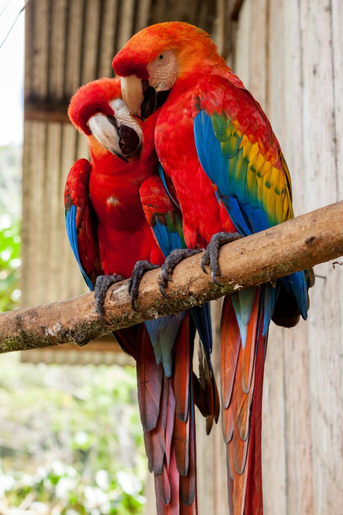 Parrot Birds