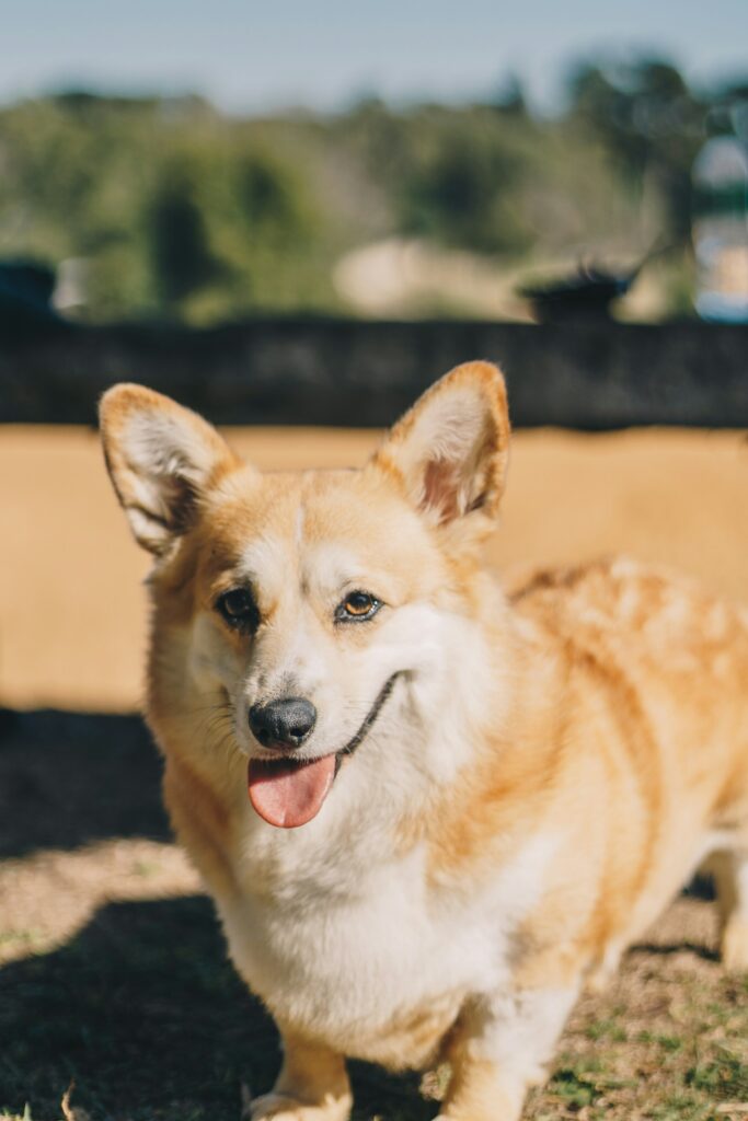 Corgi Dog