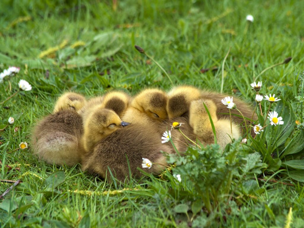 Baby Chicks