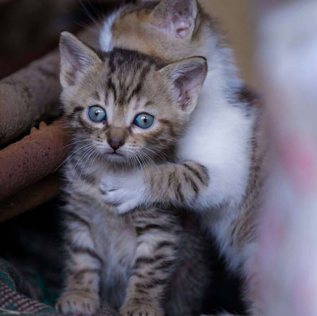 Kittens - Animal